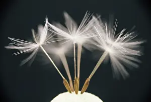 Ahead: Dandelion clock