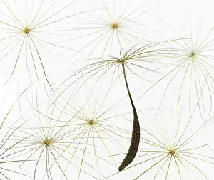 Poise: Dandelion clock