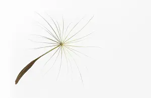 Passage: Dandelion clock