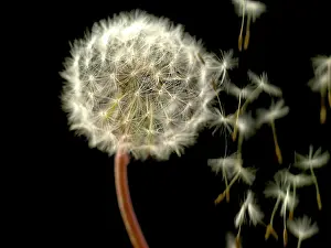 Ageing: Dandelion clock