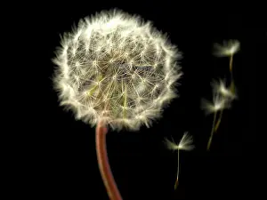 Ageing: Dandelion clock