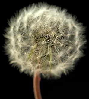 Ageing: Dandelion clock