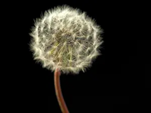 Ageing: Dandelion clock