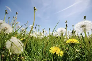 Taraxacum: Dandelion clock