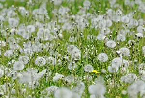Taraxacum: Dandelion clock
