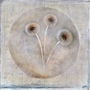 Taraxacum: Dandelion clock