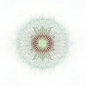 Officinale: Dandelion clock