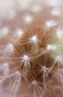 Officinale: Dandelion clock