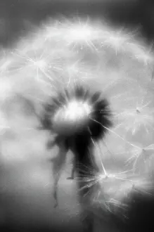 Officinale: Dandelion clock