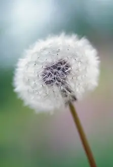 Officinale: Dandelion clock