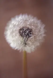 Officinale: Dandelion clock