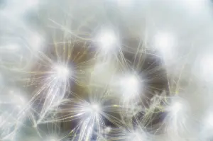 Fragile: Dandelion clock