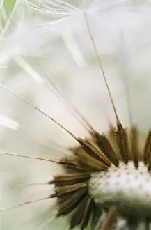 Attached: Dandelion clock