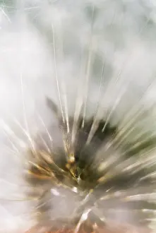 Layers: Dandelion clock