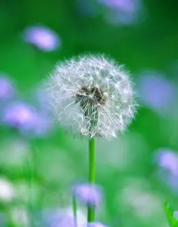 Dandelions: Dandelion - clock / seed head