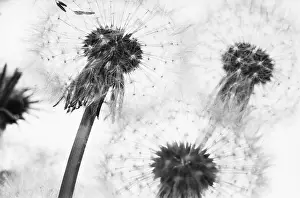 Monochrome: Dandelion clock, Taraxacum officinale, Black &