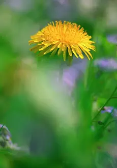 Dandelions: Dandelion flower