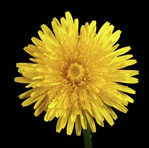 Composite: Dandelion flower