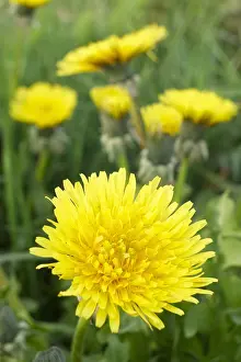 Dandelion: Dandelion Flowers - Norfolk UK