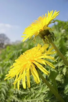 Verge: Dandelion - Flowers on roaside verge