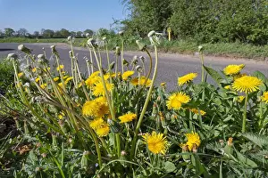 Roadside: Dandelion flowers and seedheads on roadside verge