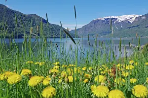 Fjordane: Dandelion meadow on the shore, fjord landscape