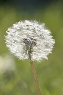 Dandelion: Dandelion pappus