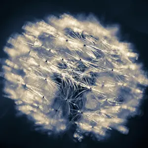 Dandelion: Dandelion pappus