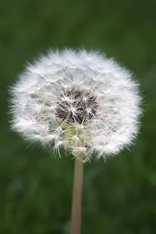 Lifecycles: Dandelion Pappus - Norfolk UK