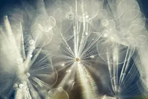 Drops: Dandelion Pappus with water drops - Norfolk UK
