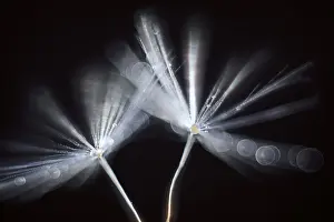 130619: Dandelion Seed