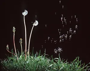 Weeds: DANDELION - seed dispersion
