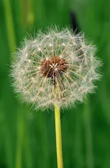 Dandelions: DANDELION Seed Head