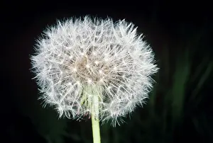 Dandelions: Dandelion - seed head
