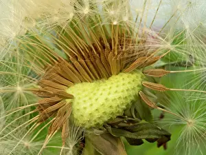 Dandelions: Dandelion seed head