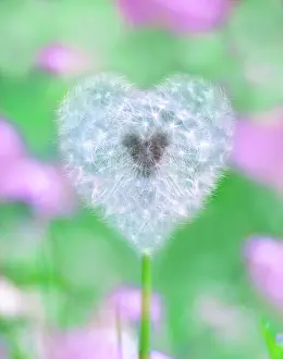 Arty: Dandelion seed head - UK garden
