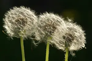 Clocks: Dandelion seed-heads ('clocks')