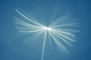 Dandelion: Dandelion seed - Norfolk UK
