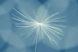 Dandelion: Dandelion seed - Norfolk UK