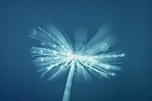 Norfolk: Dandelion seed - Norfolk UK