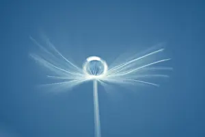 Drop: Dandelion seed with water drop - Norfolk UK
