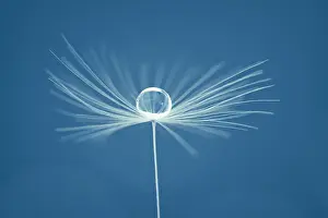 Drop: Dandelion seed with water drop - Norfolk UK