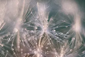 Drops: Dandelion seed with water drops - Norfolk UK