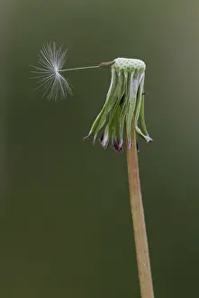 Dispersal: Dandelion seedhead - last seed to disperse from