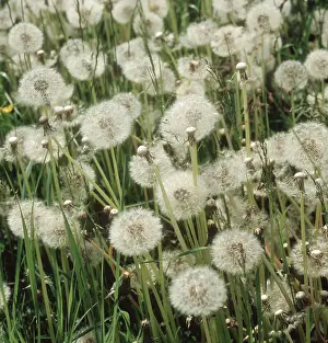 Officinale: Dandelion seedheads
