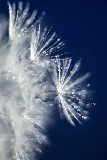 Drops: Dandelion seeds with water drops - Norfolk UK