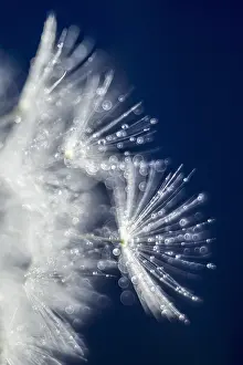 Drops: Dandelion seeds with water drops - Norfolk UK