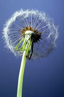 Dandelions: DANDELION - SINGLE CLOCK