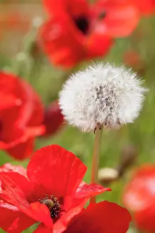 Officinale: Dandelion, Taraxacum officinale, seedhead growing amongst th