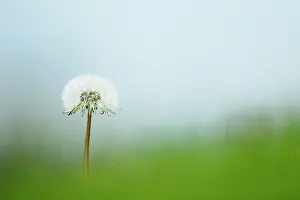 Officinale: Dandelion, Taraxacum officinale, A single white dandelion clo